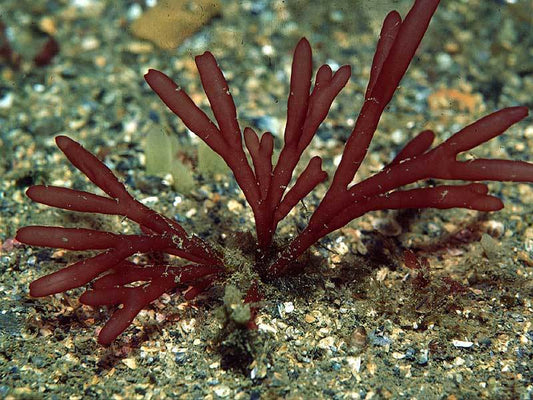 Quanshow Red Algae: A Natural Gift for Your Health