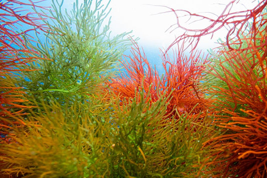 Quanshow Red Algae: Natural Nutrition for Family Health