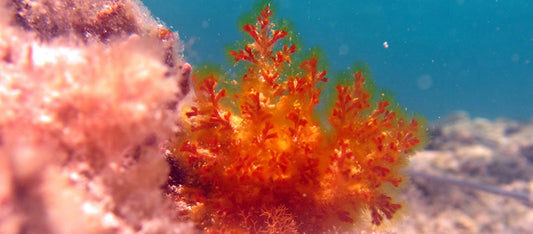 Discover the Natural Power of the Deep Sea: Quanshow Dried Deep Sea Red Algae
