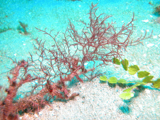 Exploring the Power of the Deep Sea: The Perfect Blend of Wild Sea Collagen and Red Algae Collagen