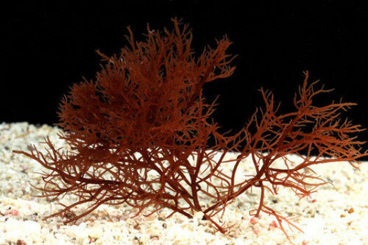 QuanShow Red Algae Collagen: Pure Natural Algae Collagen with Flavor Options for Health and Taste