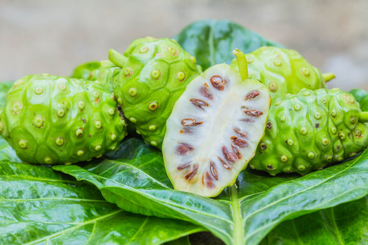 Noni Fruit Growth Cycle: A Closer Look at Nature’s Superfruit