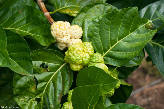 The Flavor and Health Benefits of Noni Fruit: Nature’s Superfood for Vitality