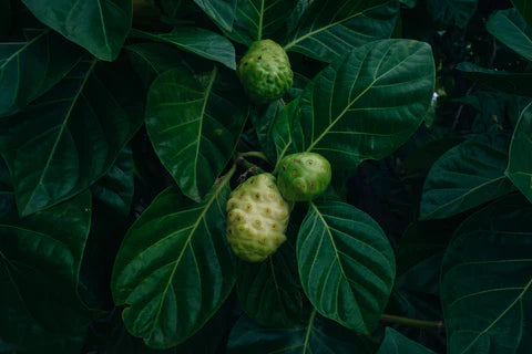 The Health Power of Noni Fruit: Key Nutrients and Benefits